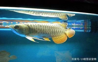 龍魚愛打架vs祥龍魚場：如何防止龍魚打架