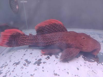 龍魚不吃魚糧能活多久：關(guān)于龍魚的10個問題 水族問答 第2張