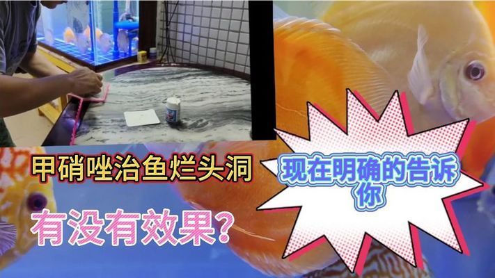 甲硝唑治療龍魚頭洞病vs祥龍魚場：甲硝唑可以治療龍魚頭洞病嗎？ vs祥龍魚場 第4張