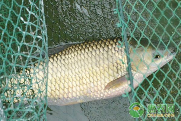 龍魚(yú)不吃魚(yú)飼料怎么辦：如何判斷龍魚(yú)是否健康 水族問(wèn)答 第2張