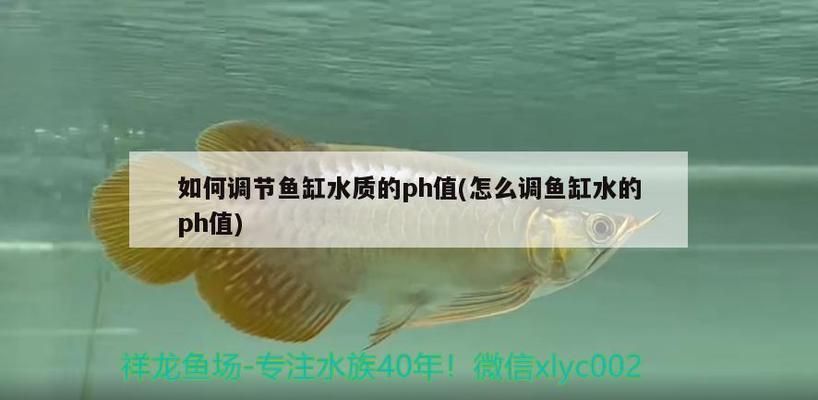 龍魚ph值怎么調(diào)整vs祥龍魚場：如何調(diào)整龍魚的ph值 vs祥龍魚場 第4張