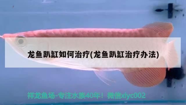 龍魚愛趴缸是什么意思啊vs祥龍魚場(chǎng)：如何改善龍魚趴缸狀況，龍魚趴缸時(shí)的護(hù)理要點(diǎn) vs祥龍魚場(chǎng) 第5張