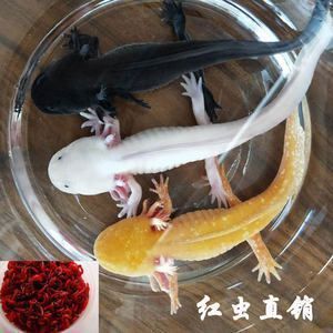 紅龍魚飼料防蟲措施：紅龍魚飼料如何防蟲 龍魚百科 第5張