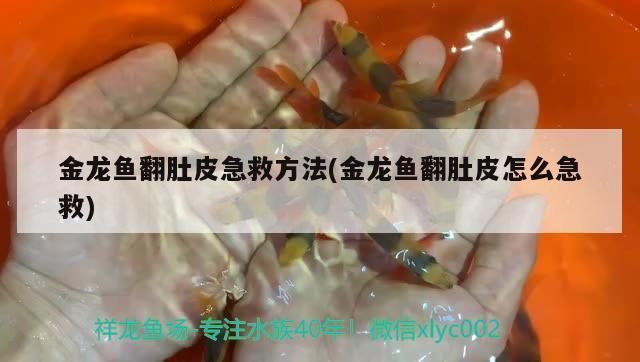 龍魚翻過來游能救嗎：龍魚翻肚急救成功率 龍魚百科 第4張