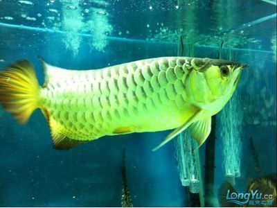 龍魚(yú)只在水面上游：龍魚(yú)為什么只在水面上游