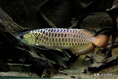 龍魚(yú)只在水面上游：龍魚(yú)為什么只在水面上游