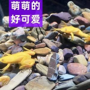 龍魚魚食哪個牌子好吃點又便宜：龍魚魚食品牌推薦 龍魚百科 第1張