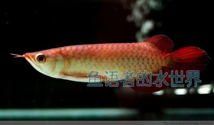 金龍魚(yú)用什么硝化細(xì)菌vs祥龍魚(yú)場(chǎng)：探討金龍魚(yú)與祥龍魚(yú)場(chǎng)的硝化細(xì)菌使用 vs祥龍魚(yú)場(chǎng) 第5張