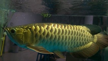 龍魚(yú)一般多少錢一只：龍魚(yú)價(jià)格是多少 龍魚(yú)百科 第4張