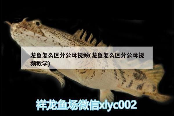 龍魚不精神是什么原因：為什么龍魚不精神？ 水族問答 第1張