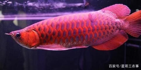 龍魚可以和其他魚一起養(yǎng)嗎？：龍魚可以與其他魚類一起混養(yǎng)嗎？ 龍魚百科 第4張