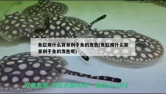 龍魚缸貼什么背景紙好看vs祥龍魚場：祥龍魚場龍魚缸背景紙選擇技巧