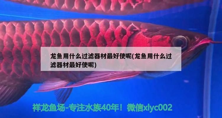 金龍魚用什么過濾器材最好vs祥龍魚場：金龍魚專用過濾器材品牌 vs祥龍魚場 第1張