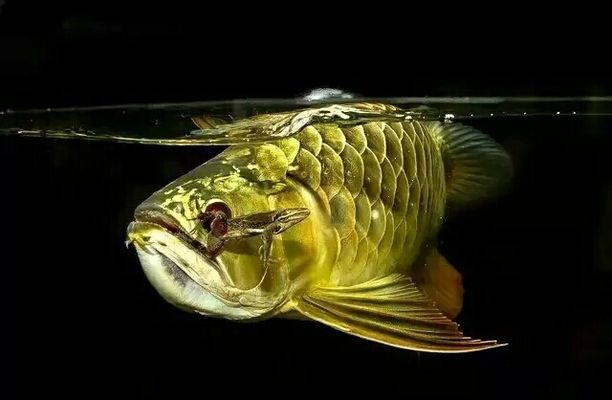 龍魚總跳缸：龍魚跳缸是水族愛好者中常見的現(xiàn)象其發(fā)生的原因及其應(yīng)對(duì)策略 龍魚百科 第3張