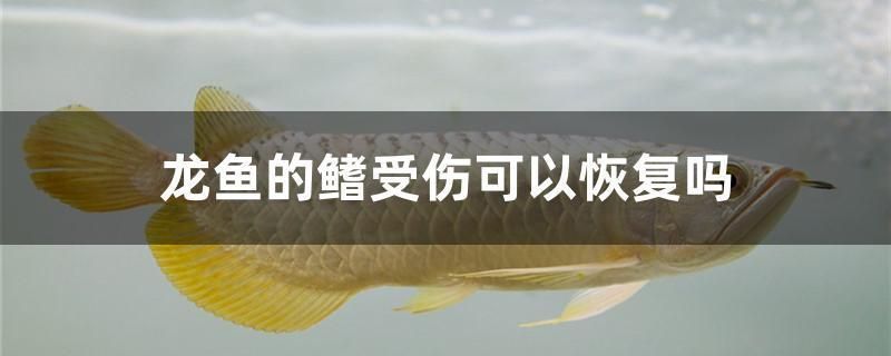 龍魚的鰭受傷可以恢復(fù)嗎vs祥龍魚場：龍魚的鰭受傷可以恢復(fù)嗎 vs祥龍魚場 第2張