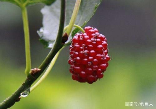 龍魚的發(fā)源地是哪里：亞馬遜河流域龍魚種類介紹金龍魚與紅龍魚的區(qū)別 龍魚百科 第2張