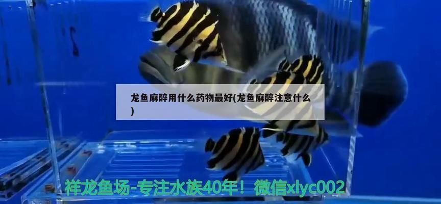 龍魚常用藥vs祥龍魚場：祥龍魚場推薦的一些龍魚常用藥及其用途 vs祥龍魚場 第3張