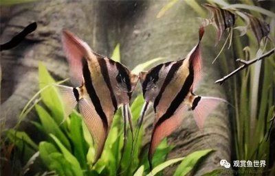 龍魚不太肯游：龍魚不愿意在水族箱游泳怎么辦？ 水族問答 第2張