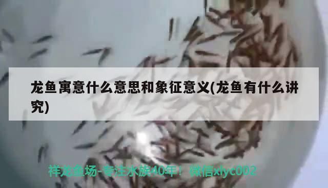 龍魚的寓意和象征vs祥龍魚場：龍魚在中國文化中的寓意與象征 vs祥龍魚場 第4張