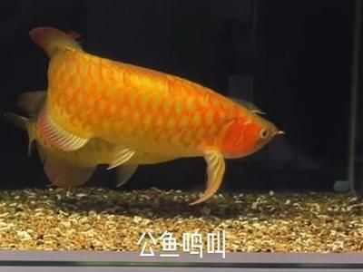 如何判斷龍魚性別：判斷龍魚性別主要依靠觀察其生殖行為和體態(tài)特征 龍魚百科 第4張