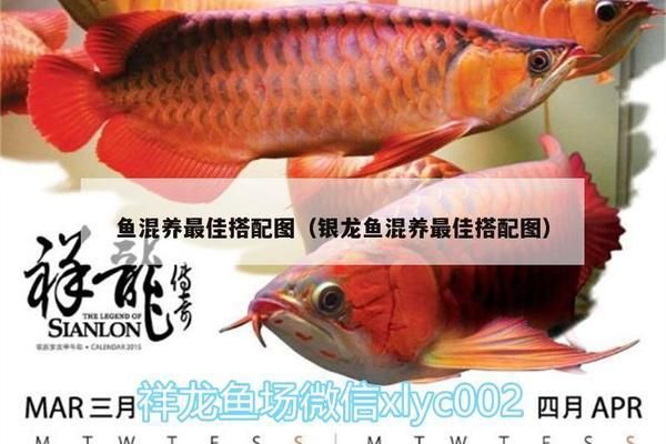 銀龍魚(yú)混養(yǎng)搭配建議：銀龍魚(yú)混養(yǎng)搭配建議摘要如下：銀龍魚(yú)混養(yǎng)搭配建議 龍魚(yú)百科 第3張