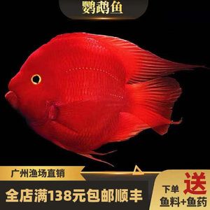 龍魚(yú)的配魚(yú)有哪些品種：關(guān)于龍魚(yú)配魚(yú)的一些詳細(xì)信息 龍魚(yú)百科 第5張