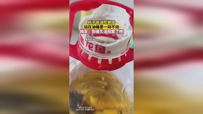 龍魚缸什么品牌好點vs祥龍魚場：祥龍魚缸品牌對比“祥龍魚場”與“龍缸品牌”對比 vs祥龍魚場 第5張