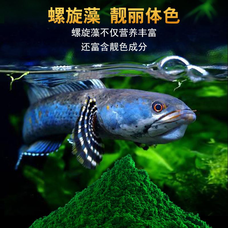 雷龍魚飼料中添加螺旋藻的好處：雷龍魚飼料中添加螺旋藻的益處 龍魚百科 第2張