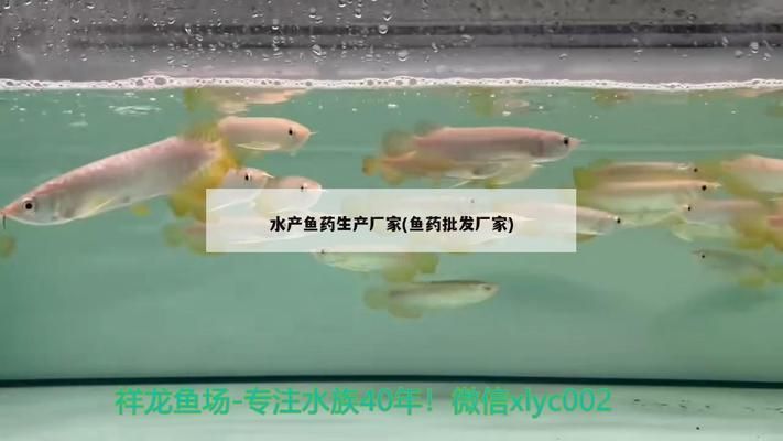 龍魚(yú)大白片是什么藥vs祥龍魚(yú)場(chǎng)：龍魚(yú)大白片與祥龍魚(yú)場(chǎng)的區(qū)別 vs祥龍魚(yú)場(chǎng) 第5張