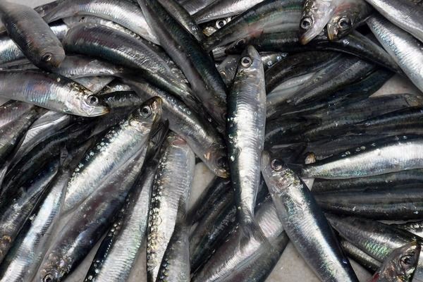 龍魚魚苗批發(fā)600一條多少錢 龍魚百科 第4張