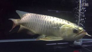 龍魚翻腮手術(shù)能痊愈嗎vs祥龍魚場(chǎng)：龍魚翻腮手術(shù)是否能痊愈 vs祥龍魚場(chǎng) 第3張