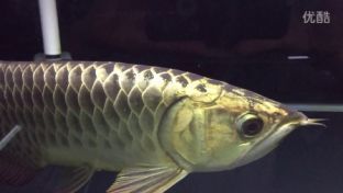 龍魚翻腮手術(shù)能痊愈嗎vs祥龍魚場(chǎng)：龍魚翻腮手術(shù)是否能痊愈 vs祥龍魚場(chǎng) 第4張