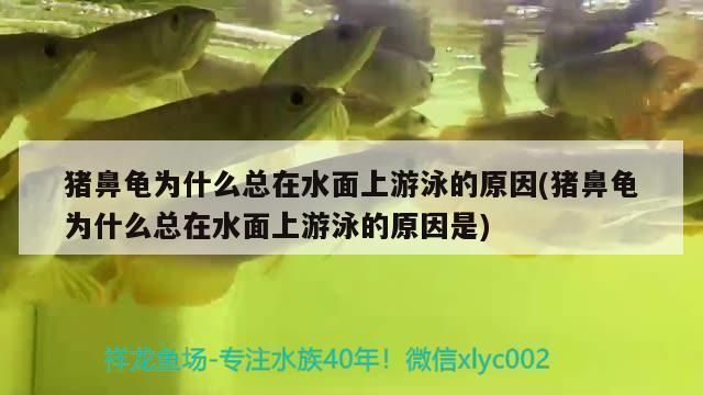 龍魚吃的很少什么原因怎么辦呢vs祥龍魚場：龍魚吃得太少怎么辦