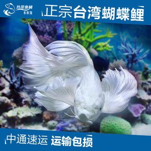 龍魚與蝴蝶鯉混養(yǎng)會掉眼嗎：龍魚與蝴蝶鯉混養(yǎng)可行性主要取決于以下幾個方面所述 龍魚百科 第2張