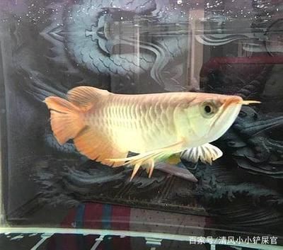 龍魚漁場排名第一：新加坡龍魚市場發(fā)展趨勢 龍魚百科 第1張