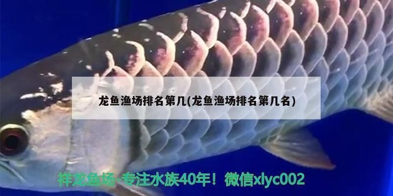 龍魚漁場排名第一：新加坡龍魚市場發(fā)展趨勢 龍魚百科 第2張