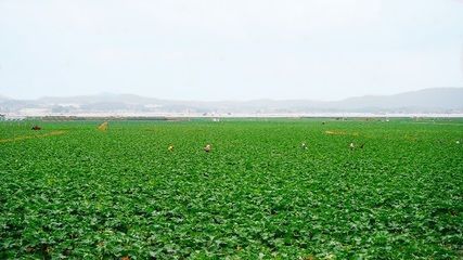 龍魚的飼料vs祥龍魚場(chǎng)：龍魚飼料與祥龍魚場(chǎng)的關(guān)系，龍魚飼料的種類及其選擇要點(diǎn) vs祥龍魚場(chǎng) 第2張