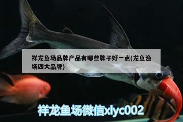 金龍魚泡藥vs祥龍魚場：金龍魚泡藥與祥龍魚場之間的爭議 vs祥龍魚場 第1張