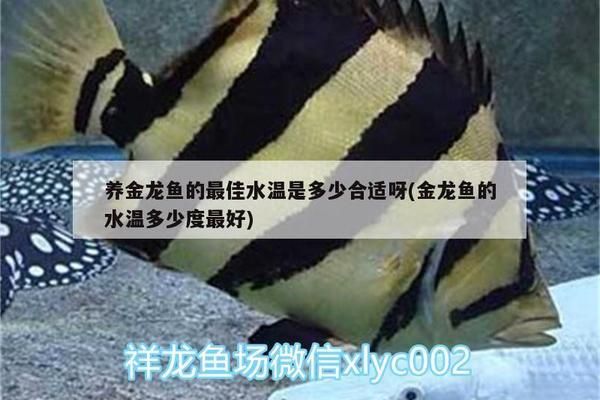 金龍魚的水溫多少合適vs祥龍魚場(chǎng)：金龍魚的適宜水溫與祥龍魚場(chǎng)之間的差異，金龍魚的養(yǎng)殖技術(shù)要點(diǎn) vs祥龍魚場(chǎng) 第2張