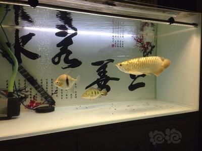 龍魚和什么魚搭配顯得高檔：龍魚與什么魚搭配顯得高檔 龍魚百科 第4張