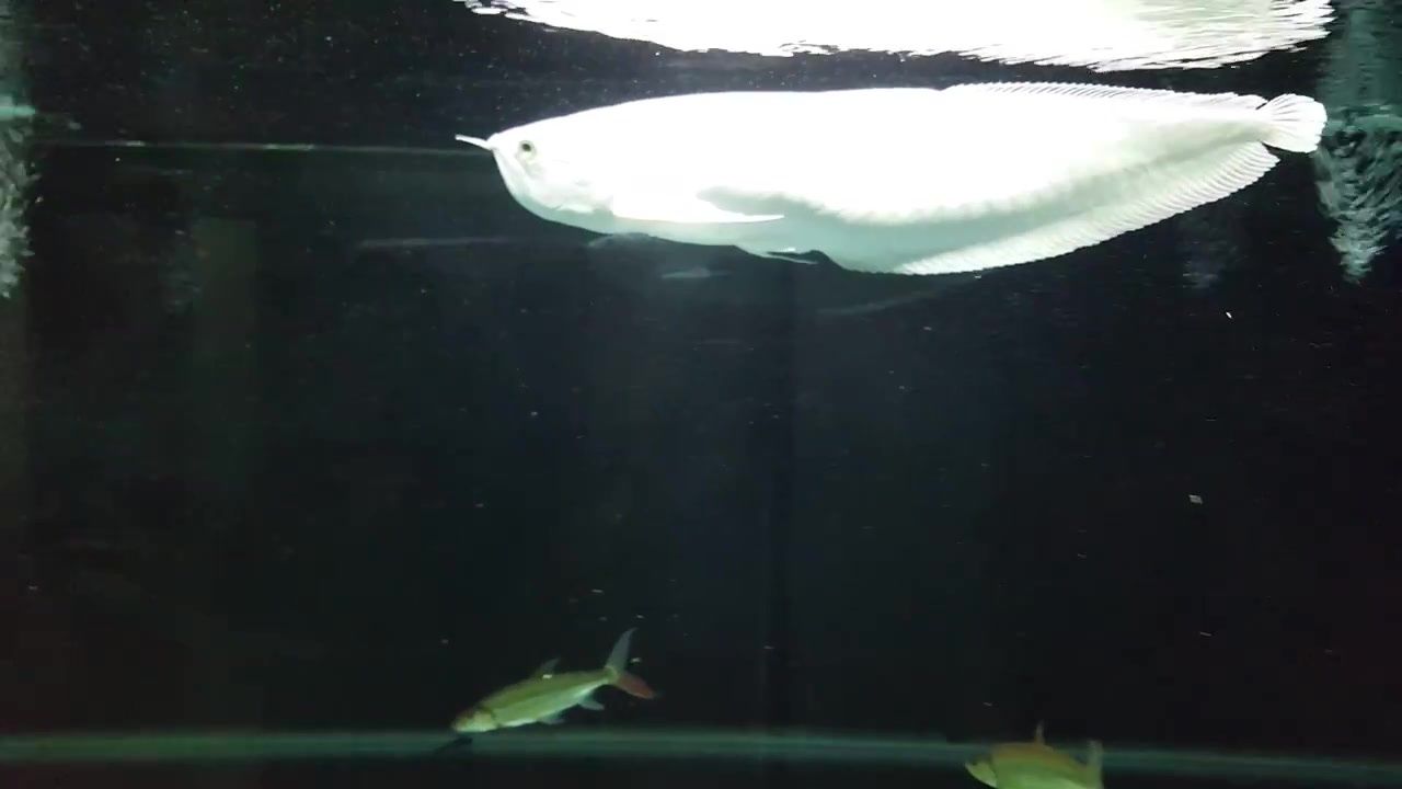 雪龍魚水族箱布置技巧：雪龍魚水族箱布置技巧對(duì)于提高觀賞效果至關(guān)重要 龍魚百科 第4張