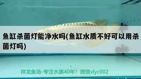 金龍魚需要殺菌燈嗎vs祥龍魚場：金龍魚與祥龍魚場之間的消毒需求存在差異 vs祥龍魚場 第5張