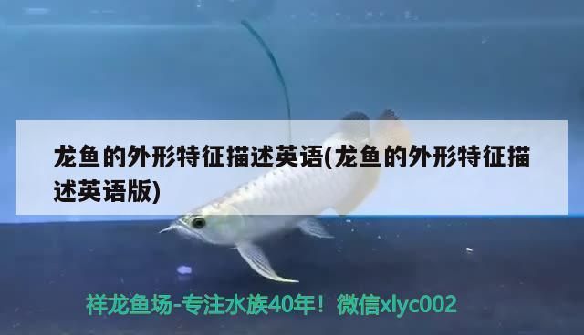 白色的龍魚長什么樣vs祥龍魚場：祥龍魚場如何找到適合的白色龍魚養(yǎng)殖和銷售基地