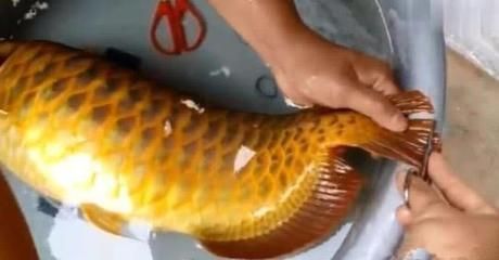 龍魚把大白片吃了沒事吧vs祥龍魚場(chǎng)：大白片對(duì)龍魚的影響 vs祥龍魚場(chǎng) 第5張