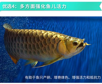 1688平臺龍魚購買評價：-1688平臺龍魚購買評價揭示 龍魚百科 第5張