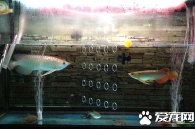 龍魚的正確飼養(yǎng)方法大全vs祥龍魚場(chǎng)：龍魚的正確飼養(yǎng)方法大全 vs祥龍魚場(chǎng) 第3張