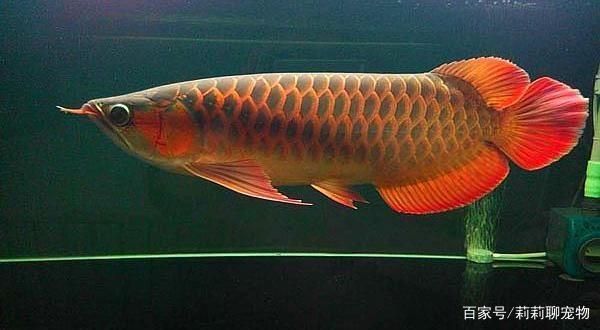 龍魚爛鱗怎么治療：龍魚爛鱗怎么辦 龍魚百科 第4張