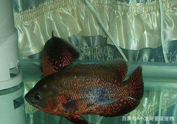 龍魚(yú)側(cè)游怎么回事：關(guān)于龍魚(yú)側(cè)游的一些問(wèn)題 水族問(wèn)答 第2張