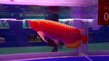 龍魚不吃什么原因vs祥龍魚場：龍魚不吃東西怎么辦 vs祥龍魚場 第1張