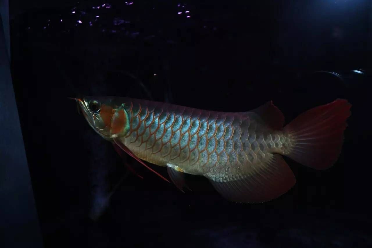 龍魚閃耐是什么意思？：如何鑒別優(yōu)質(zhì)閃耐龍魚 龍魚百科 第1張